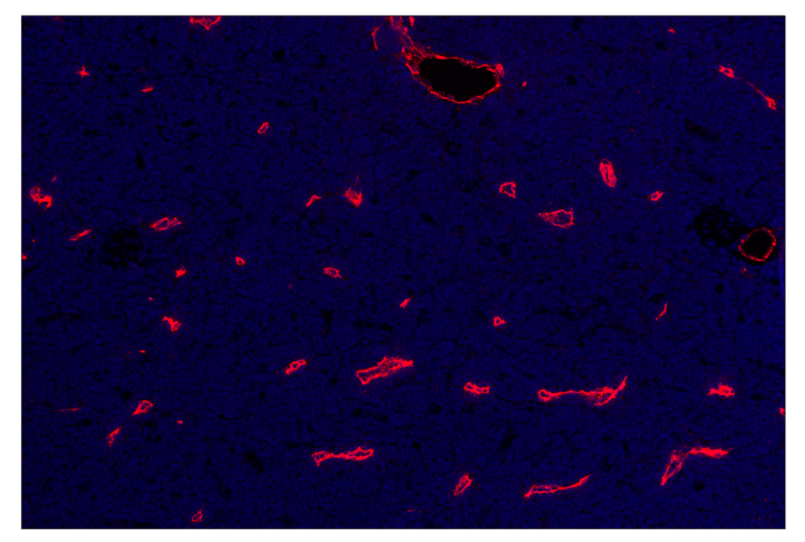 Immunohistochemistry Image 1: Podoplanin (LpMab-12) & CO-0199-594 SignalStar<sup>®</sup> Oligo-Antibody Pair