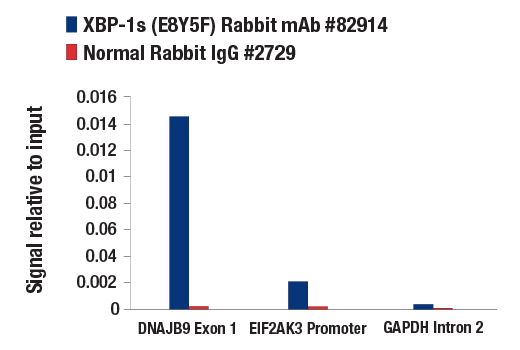 Chromatin Immunoprecipitation Image 2: XBP-1s (E8Y5F) Rabbit Monoclonal Antibody