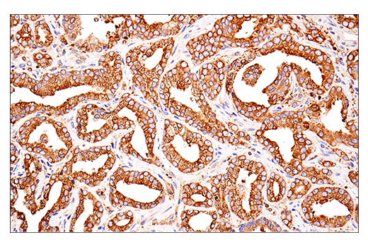 Immunohistochemistry Image 7: PDI (E7O2R) Mouse Monoclonal Antibody