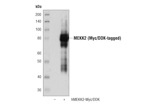 Western Blotting Image 2: MEKK2 Antibody