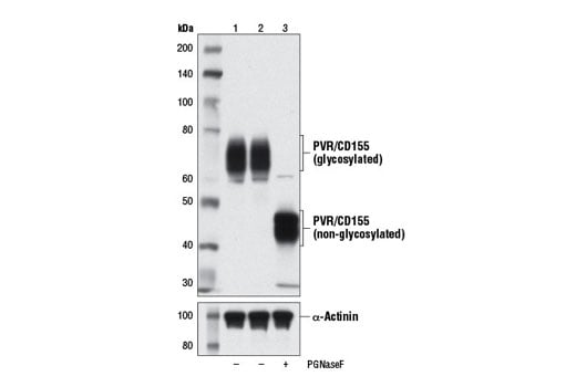 Western Blotting Image 2: PVR/CD155 (D3G7H) Rabbit Monoclonal Antibody
