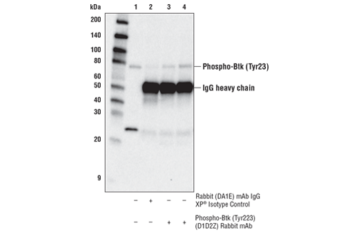 Immunoprecipitation Image 1: Phospho-Btk (Tyr223) (D1D2Z) Rabbit Monoclonal Antibody
