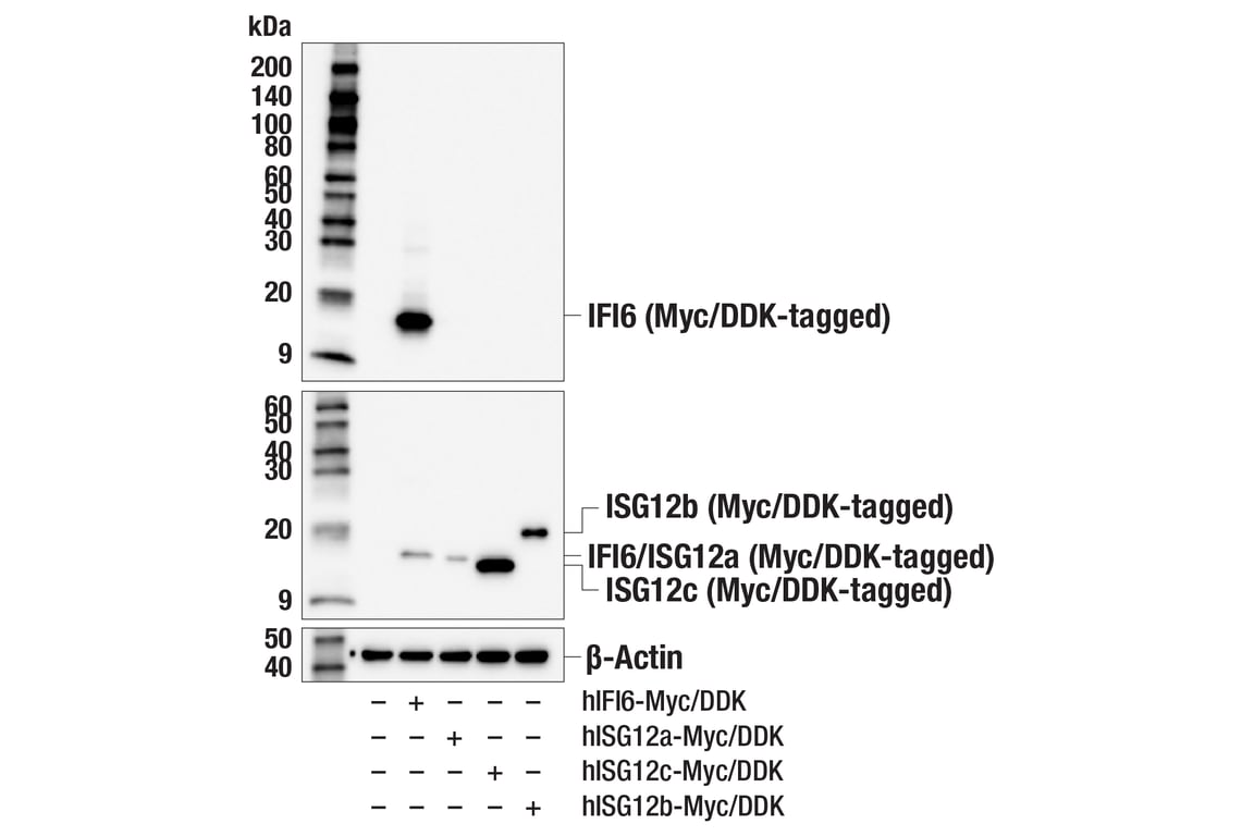 Western Blotting Image 2: IFI6 (E8G9G) Rabbit Monoclonal Antibody