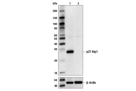 Western Blotting Image 2: p27 Kip1 (D69C12) Rabbit Monoclonal Antibody (Biotinylated)