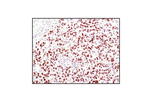 Immunohistochemistry Image 1: HNF-4 alpha (C11F12) Rabbit Monoclonal Antibody (BSA and Azide Free)