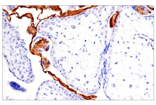 Immunohistochemistry Image 3: Fibrinogen gamma chain (E1U3Z) XP<sup>®</sup> Rabbit mAb (BSA and Azide Free)