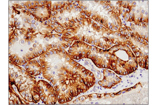 Immunohistochemistry Image 4: Cadherin-6 (D3T3I) Rabbit Monoclonal Antibody (BSA and Azide Free)