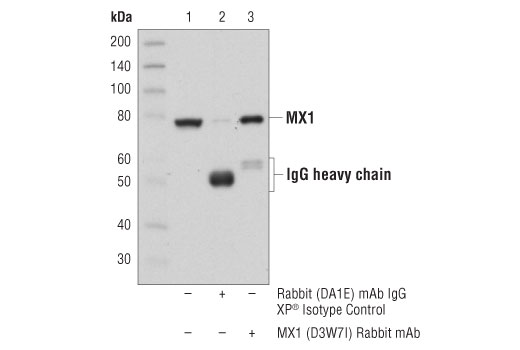 Immunoprecipitation Image 1: MX1 (D3W7I) Rabbit Monoclonal Antibody