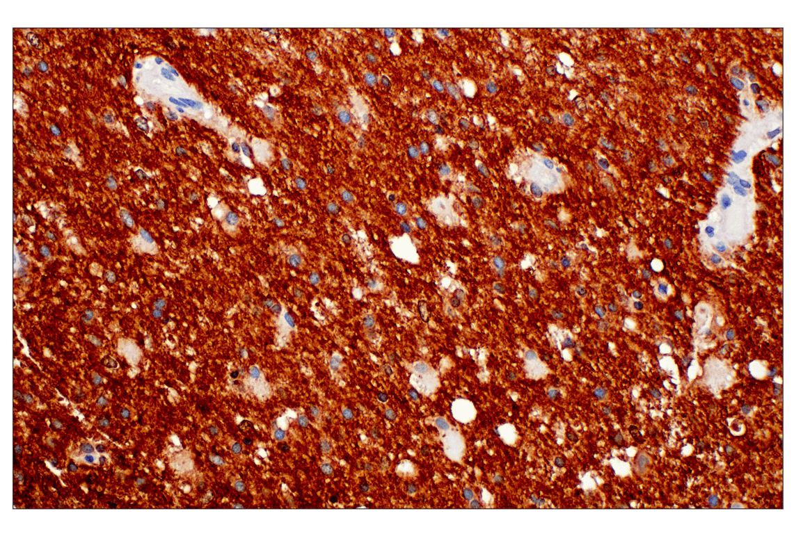 Immunohistochemistry Image 2: OMG (F8B7X) Rabbit Monoclonal Antibody