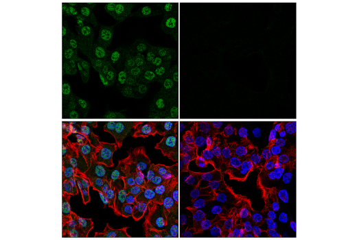 Immunofluorescence Image 1: CDK2 (E8J9T) Rabbit Monoclonal Antibody