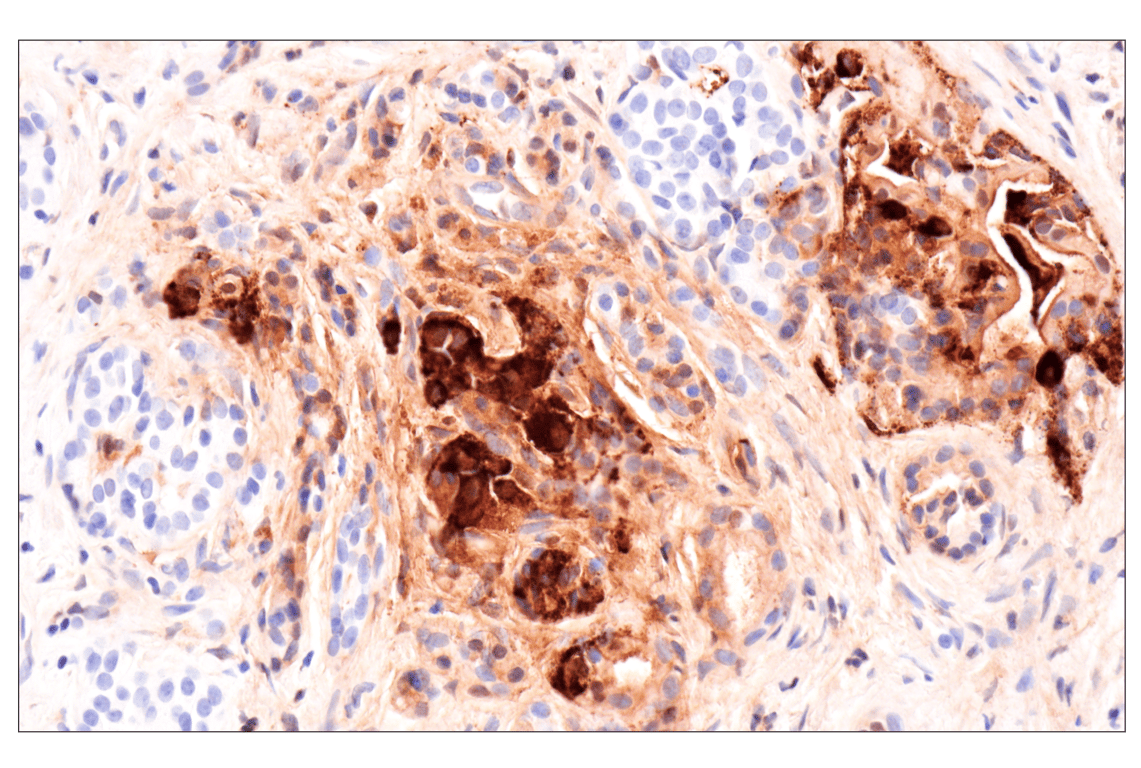 Immunohistochemistry Image 3: Glucagon (F1A2G) Rabbit Monoclonal Antibody