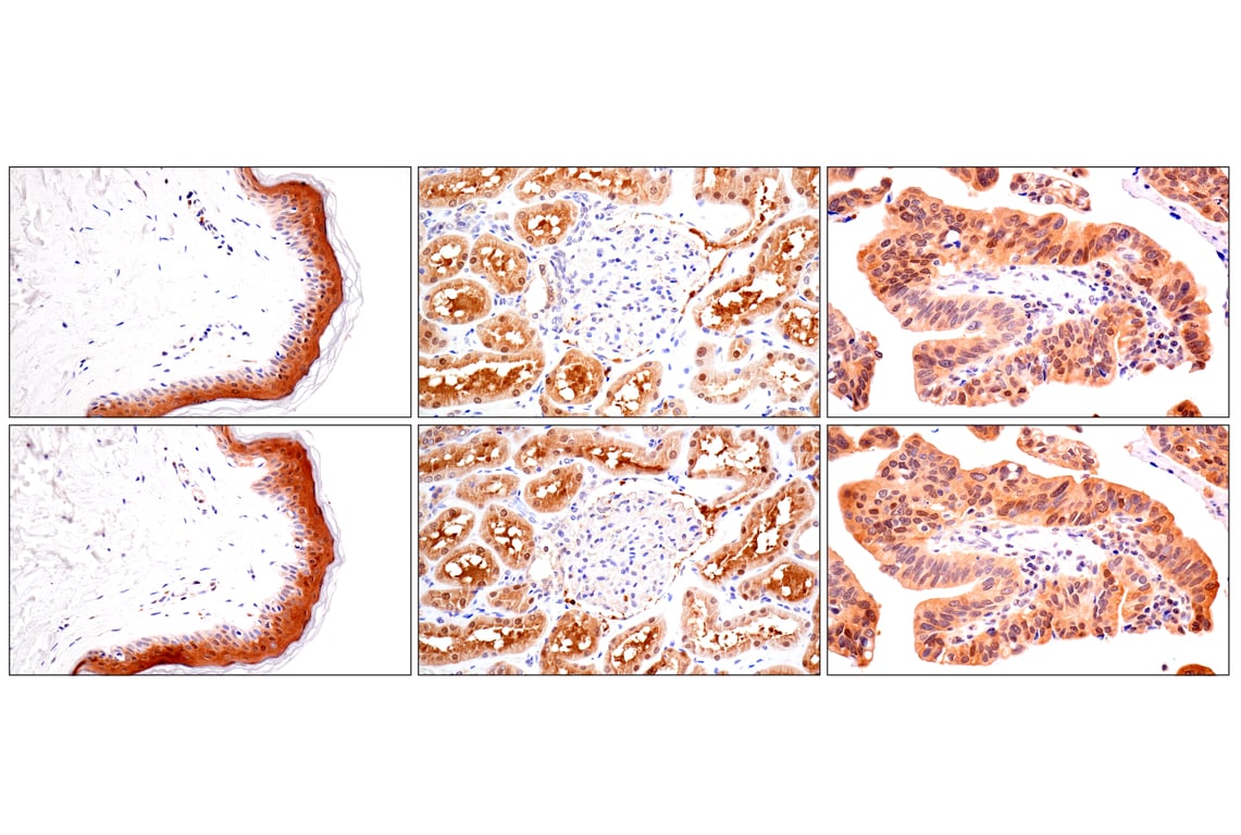 Immunohistochemistry Image 15: ACBP/DBI (E4V8V) Rabbit Monoclonal Antibody