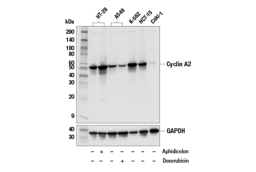 Western Blotting Image 2: Cyclin A2 (E6D1J) XP<sup>®</sup> Rabbit mAb (BSA and Azide Free)