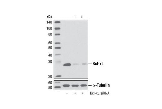 Western Blotting Image 2: Bcl-xL (54H6) Rabbit Monoclonal Antibody (Biotinylated)