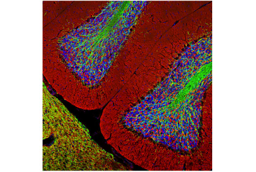 Immunofluorescence Image 1: Myelin Basic Protein (D8X4Q) Rabbit Monoclonal Antibody
