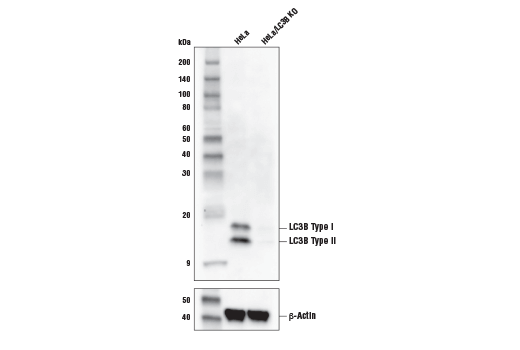 Western Blotting Image 3: LC3B (E5Q2K) Mouse Monoclonal Antibody (BSA and Azide Free)