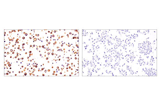 Immunohistochemistry Image 3: Fc-gammaRIV (E8I7C) Rabbit Monoclonal Antibody