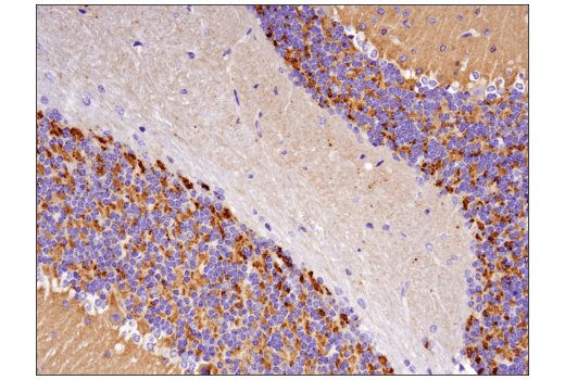 Synaptophysin (D8F6H) XP® Rabbit mAb (BSA and Azide Free