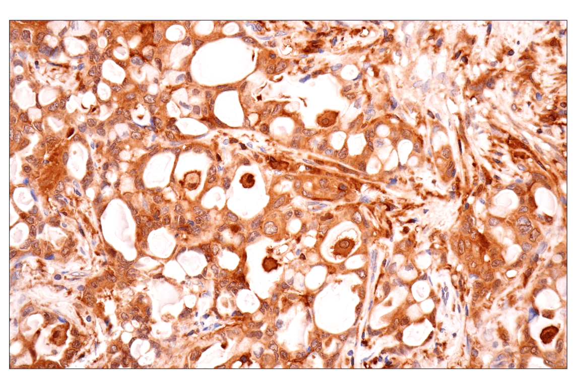 Immunohistochemistry Image 5: TRIM21 (D1O1D) Rabbit Monoclonal Antibody
