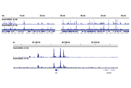 Chromatin Immunoprecipitation Image 2: SMAD4 (D3R4N) Rabbit Monoclonal Antibody
