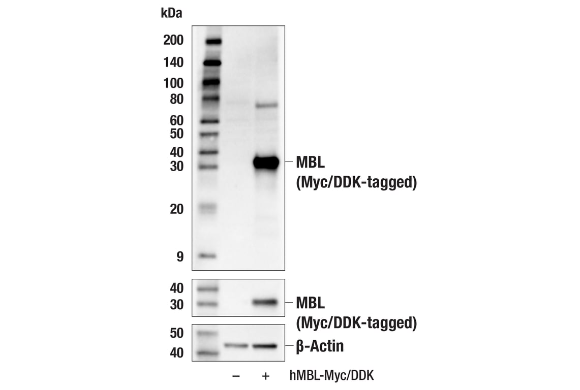 Western Blotting Image 3: MBL (E2F7B) Rabbit Monoclonal Antibody