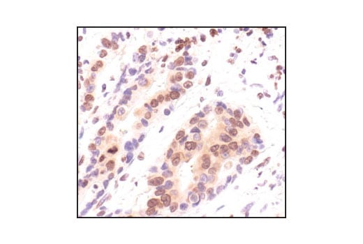 Immunohistochemistry Image 2: Myt1 Antibody