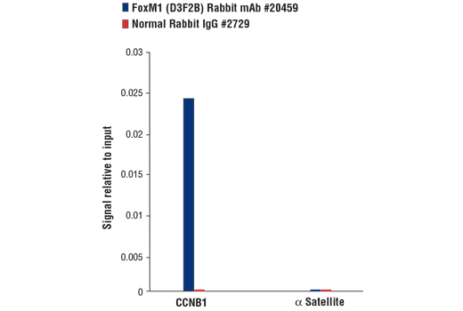 Chromatin Immunoprecipitation Image 1: FoxM1 (D3F2B) Rabbit Monoclonal Antibody