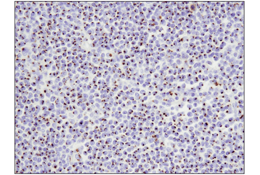 Immunohistochemistry Image 2: FAM3C (D1S2D) Rabbit Monoclonal Antibody