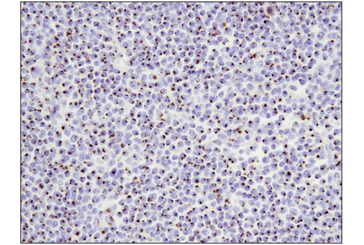 Immunohistochemistry Image 2: FAM3C (D1S2D) XP<sup>®</sup> Rabbit mAb