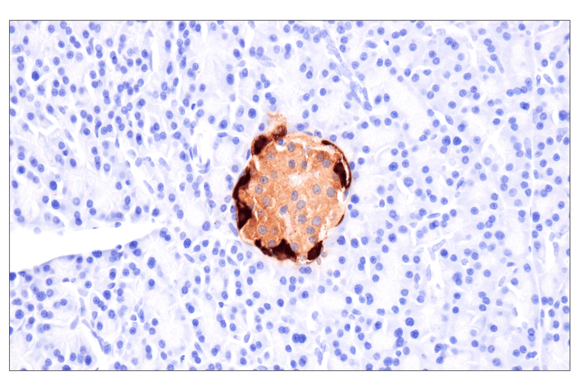 Immunohistochemistry Image 6: Glucagon (F1A2G) Rabbit Monoclonal Antibody