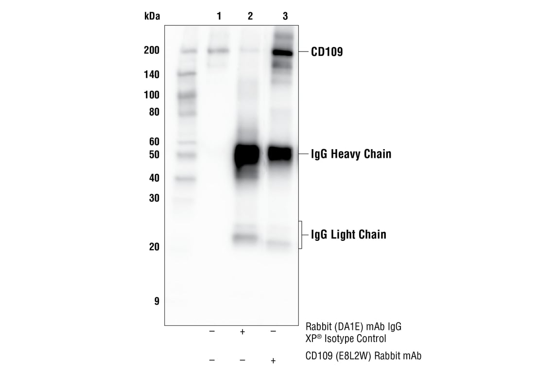 Immunoprecipitation Image 1: CD109 (E8L2W) Rabbit Monoclonal Antibody