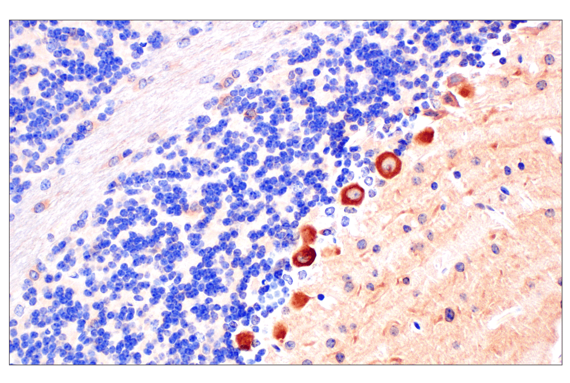 Immunohistochemistry Image 8: PIP4K2C (E7P3S) Rabbit Monoclonal Antibody