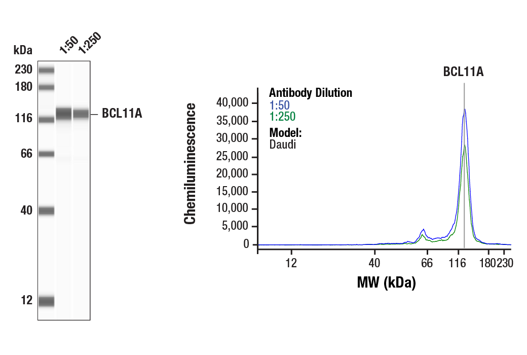 Western Blotting Image 1: BCL11A (D4E3P) Rabbit Monoclonal Antibody
