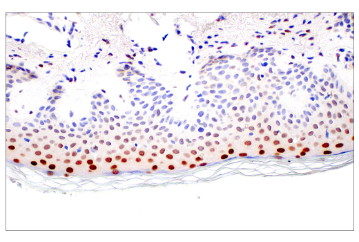 Immunohistochemistry Image 5: C/EBP beta (E2K1U) Rabbit Monoclonal Antibody (BSA and Azide Free)