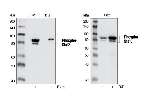 undefined Image 11: ALK Activation Antibody Sampler Kit