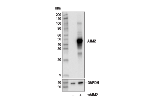 Western Blotting Image 2: AIM2 (E5I8Z) Rabbit Monoclonal Antibody