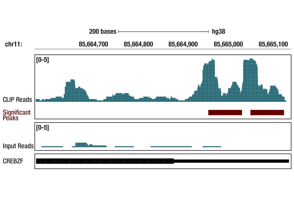 eCLIP Image 1: NCBP1/CBP80 (D7Z2Z) Rabbit Monoclonal Antibody