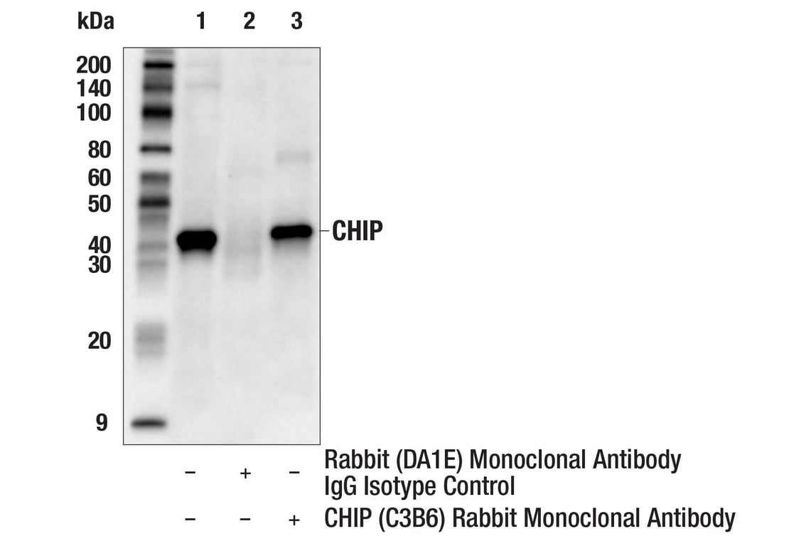 Immunoprecipitation Image 1: CHIP (C3B6) Rabbit Monoclonal Antibody