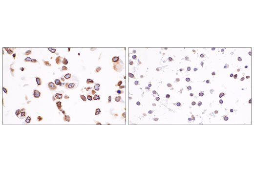 Immunohistochemistry Image 2: Lamin B1 (E6M5T) Rabbit Monoclonal Antibody