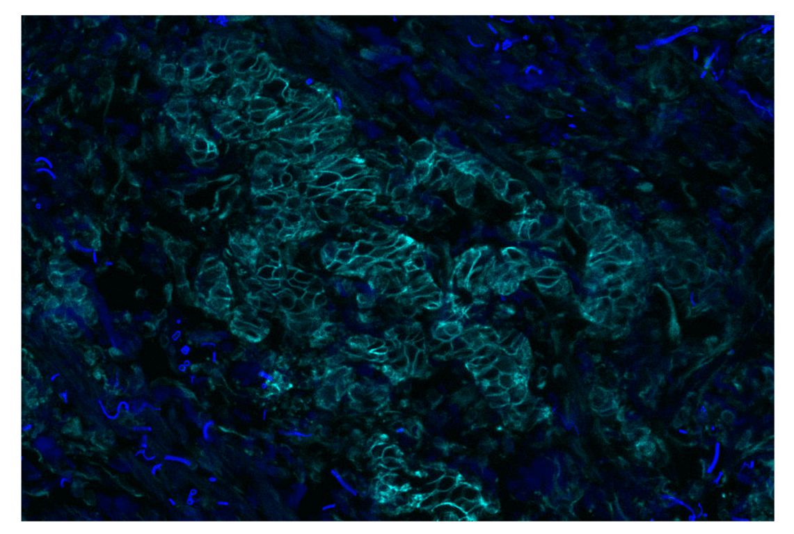 Immunohistochemistry Image 2: Na,K-ATPase alpha1 (D4Y7E) Rabbit Monoclonal Antibody (Alexa Fluor<sup>®</sup> 750 Conjugate)