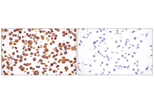Immunohistochemistry Image 19: p22phox (E7Y1F) Rabbit Monoclonal Antibody