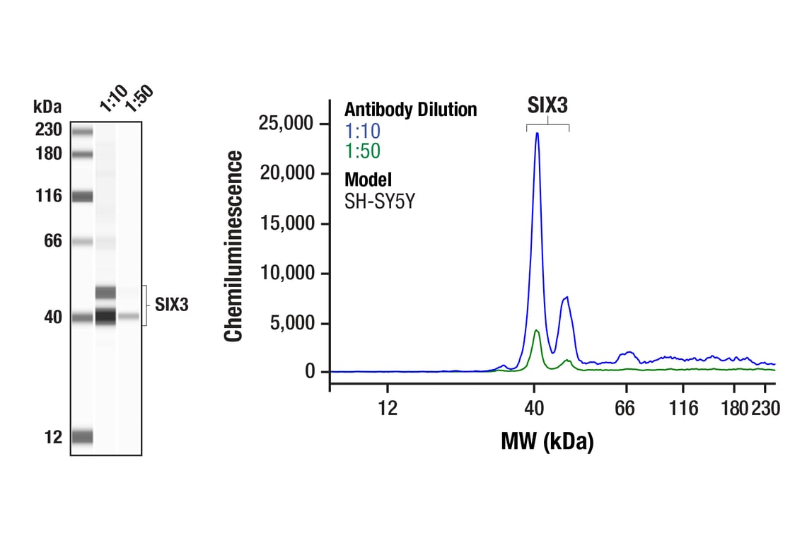 Western Blotting Image 1: SIX3 (F1I1S) Rabbit Monoclonal Antibody