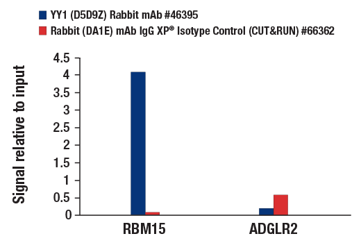YY1 (D5D9Z) Rabbit mAb | Cell Signaling Technology