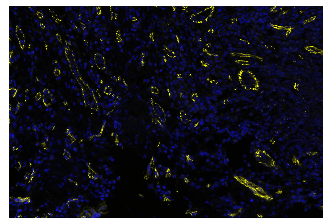 Immunohistochemistry Image 2: VE-Cadherin (E6N7A) & CO-0149-647 SignalStar<sup>™</sup> Oligo-Antibody Pair