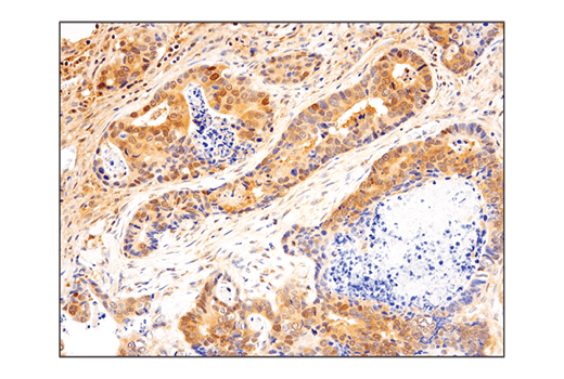 Immunohistochemistry Image 1: SHP-2 (D50F2) Rabbit Monoclonal Antibody