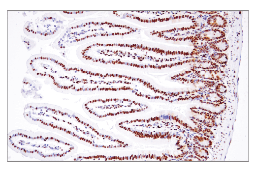Immunohistochemistry Image 4: PTBP1 (E5O2S) Rabbit Monoclonal Antibody