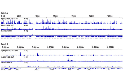 CUT & RUN Image 3: CUT&RUN pAG-MNase and Spike-In DNA
