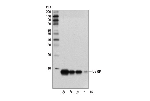 Western Blotting Image 2: CGRP (D5R8F) Rabbit Monoclonal Antibody