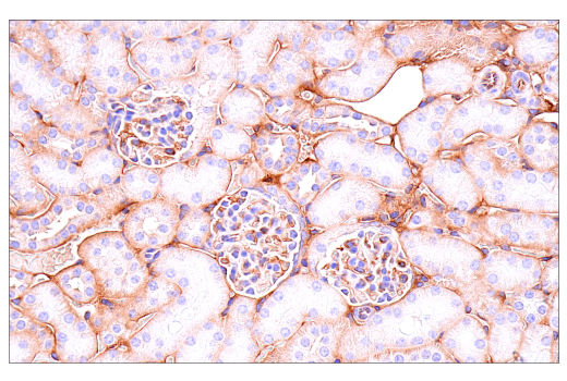 Immunohistochemistry Image 4: Crry (E9F1S) Rabbit Monoclonal Antibody