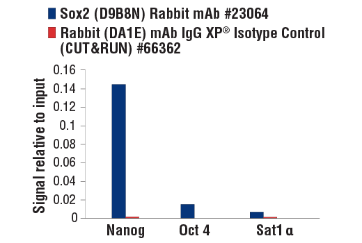 CUT & RUN Image 3: Sox2 (D9B8N) Rabbit Monoclonal Antibody